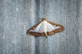 british moth guide common types