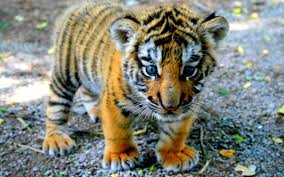 baby tiger wallpapers wallpaper cave