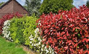 Top 7 Hedge Plants For Fence
