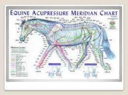 Exploring Equine Acupuncture Presentation