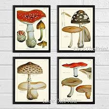 Mushroom Wall Art Amazon Com