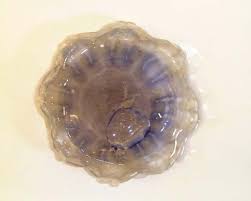 British Jellyfish