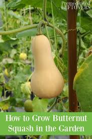grow ernut squash from seed to harvest