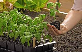 If there is no outlet for drainage, be sure to place small holes in the bottoms of your chosen container beforehand. How To Start Seeds Germinating Seeds Gardener S Supply
