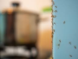 Of all the different pest control. 5 Home Remedies For Diy Ant Control Mymove