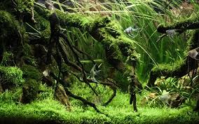 java moss everything to know about