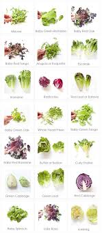 Leafy Greens Chart Types Of Lettuce Food Whole Food Recipes