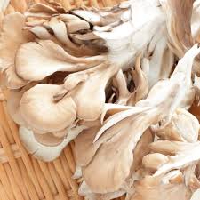 maitake mushroom benefits nutrition