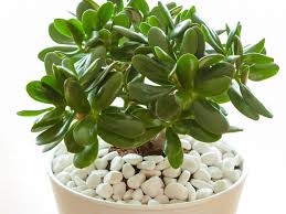 Flowering plants are especially lucky for friendships. Jade Plant Care Instructions How To Care For A Jade Plant