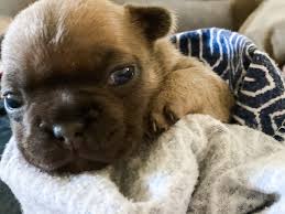 We currently have french bulldog puppies for sale! Pogues Akc French Bulldog Puppy For Sale In Torrance California Vip Puppies