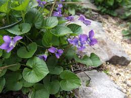 Plant identification pretty plants planting flowers trailing plants tiny white flowers plants purple wildflowers small purple flowers flower scaevola albida 'mauve clusters' fan flower a soft purple flowering native ground cover, lovely in a. Twelve Common Weeds Hgtv
