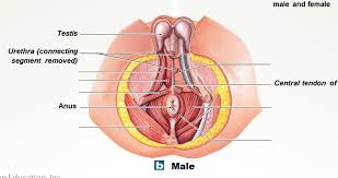 chapter 7 axial muscles pelvic floor