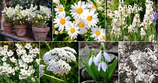 16 White Flowering Perennials For Every