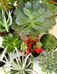 how to make an indoor succulent dish garden