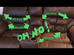 bed bugs in my couch where to check
