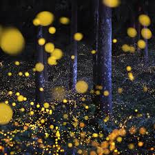 Why The Lights Are Going Out For Fireflies Conservation The Guardian