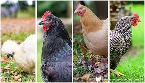When i am asked to tell my opinion of the best backyard chickens, there are a handful of choices that immediately come to mind. The Best Chicken Breeds For Different Sized Backyards
