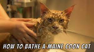 how to bathe a maine cat you