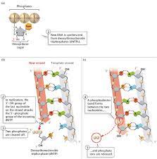 molecular events of dna replication