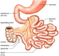 small intestine anatomy of the small