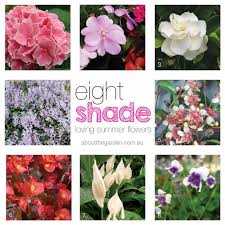 8 Summer Flowers For Shady Gardens