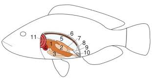Fish hearts draw in deoxygenated blood in a single atrium, and pump it out through a ventricle. Fish Structure And Function Advanced Read Biology Ck 12 Foundation
