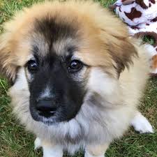 Our dogs are a part of our household and dwell inside our residence. Adopt A Great Pyrenees Puppy Near Seattle Wa Get Your Pet