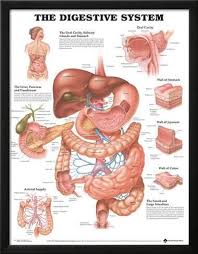 The Digestive System Anatomical Chart Poster Lamina Framed