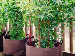 how to grow tomatoes in pots even