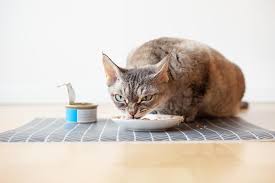 9 foods with potium for cats vet