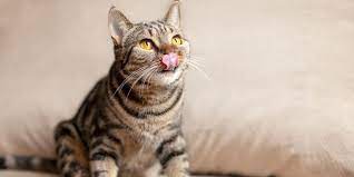 why do cats smack their lips cats com