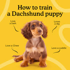 how to train a dachshund puppy 8 week