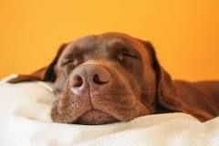 do-dogs-naturally-sleep-at-night