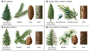 Plants 4 Pine Tree Identification Key Pine Tree