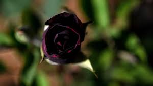 black rose growers chase sweet smell