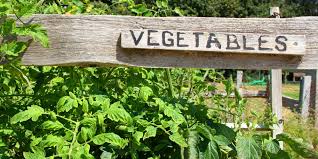 The Top 4 Vegetable Garden Layout Ideas