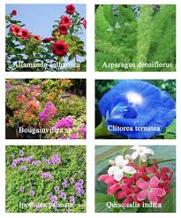 Horticulture Landscaping Types Of Garden