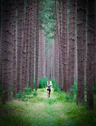 Image result for running forest