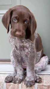 I have male and female german shorthaired pointer puppies that are ready for new homes. German Shorthaired Pointer Pup Cuteness Personified By Hillary Perros Perros Y Cachorros Lindos Imagenes De Perros