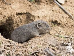 learn more about voles in colorado and