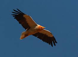 Resultado de imagen de alimoche cc