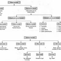 Flow Chart Of Animal Tissue Class 9 Tissue