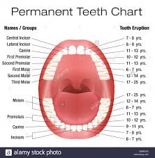 Teeth Names And Permanent Teeth Eruption Chart With Accurate