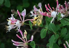 Lonicera etrusca - Wikipedia