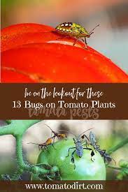 Common Bugs On Tomato Plants