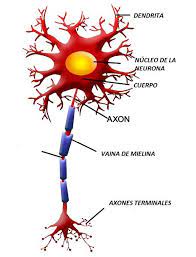 Mielina: funciones, formación, estructura