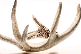 Answers To Common Questions About Deer Antlers Deer