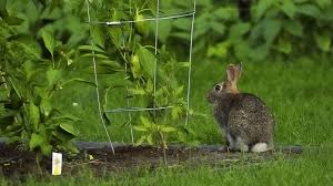 how to rabbit proof a garden with fencing