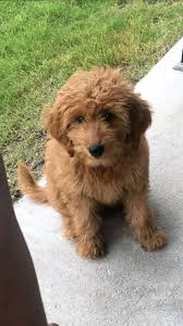 We are goldendoodle breeders specialist in the midwest. Buttercup Mini Goldendoodle 4 Months Mini Goldendoodle Puppies Goldendoodle Miniature Mini Goldendoodle