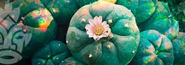 The san pedro cactus makes for an amazing ornamental plant, but it is also rich in mescaline, a psychedelic. 9 Simple Recipes For Making Psychedelic Tea Zativo